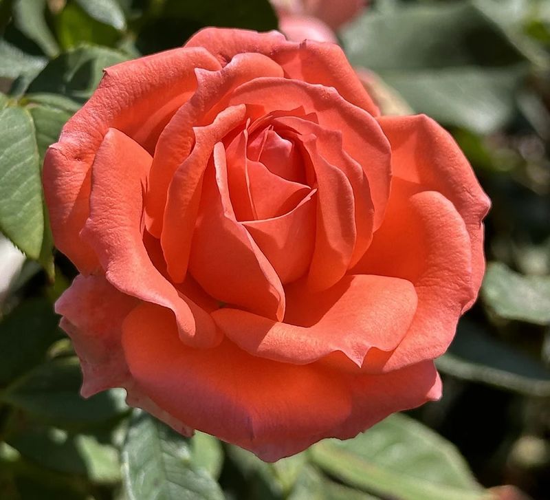 America Climber Rose