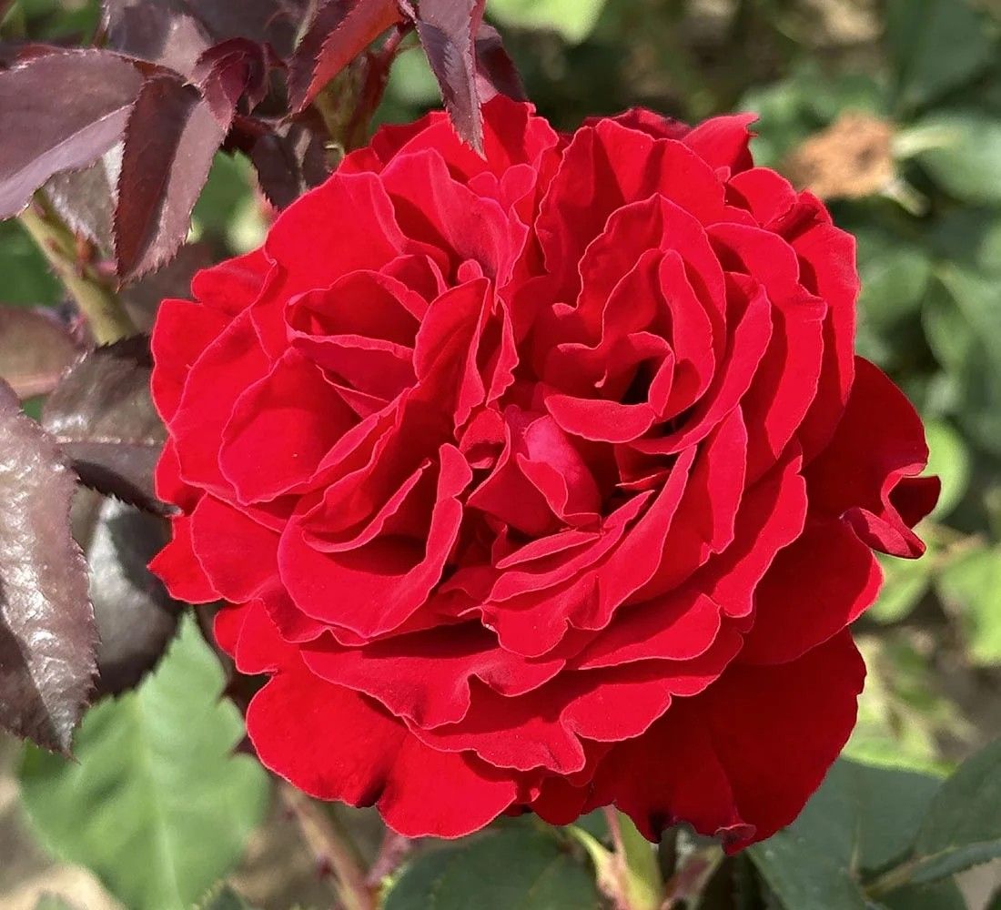 Dublin Bay Climber Rose