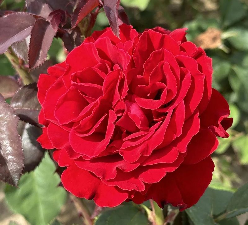 Dublin Bay Climber Rose