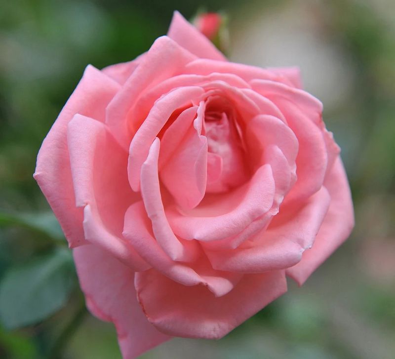 Coral Dawn Climber Rose