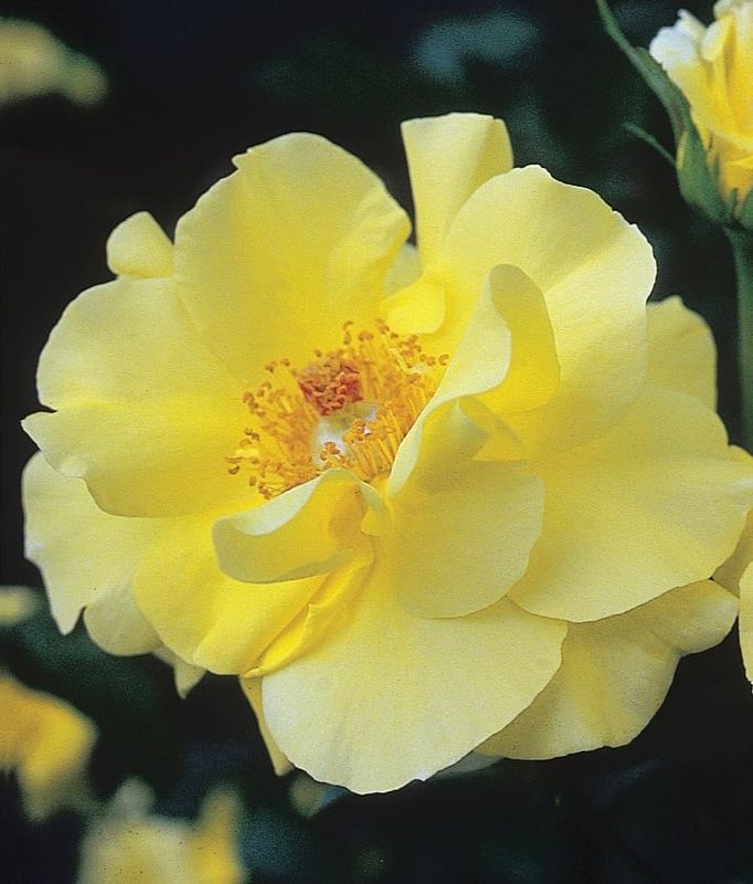 Yellow Blaze Climber Rose