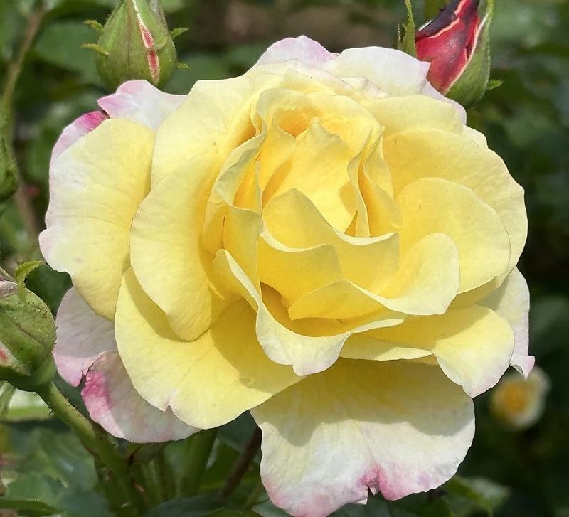 Climbing Landora Climbing Rose