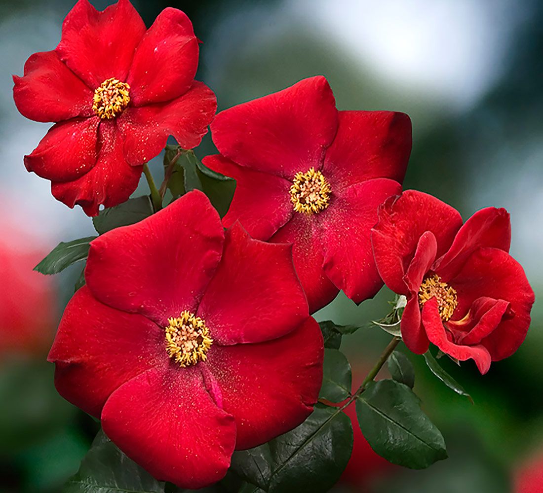 Altissimo Climber Rose