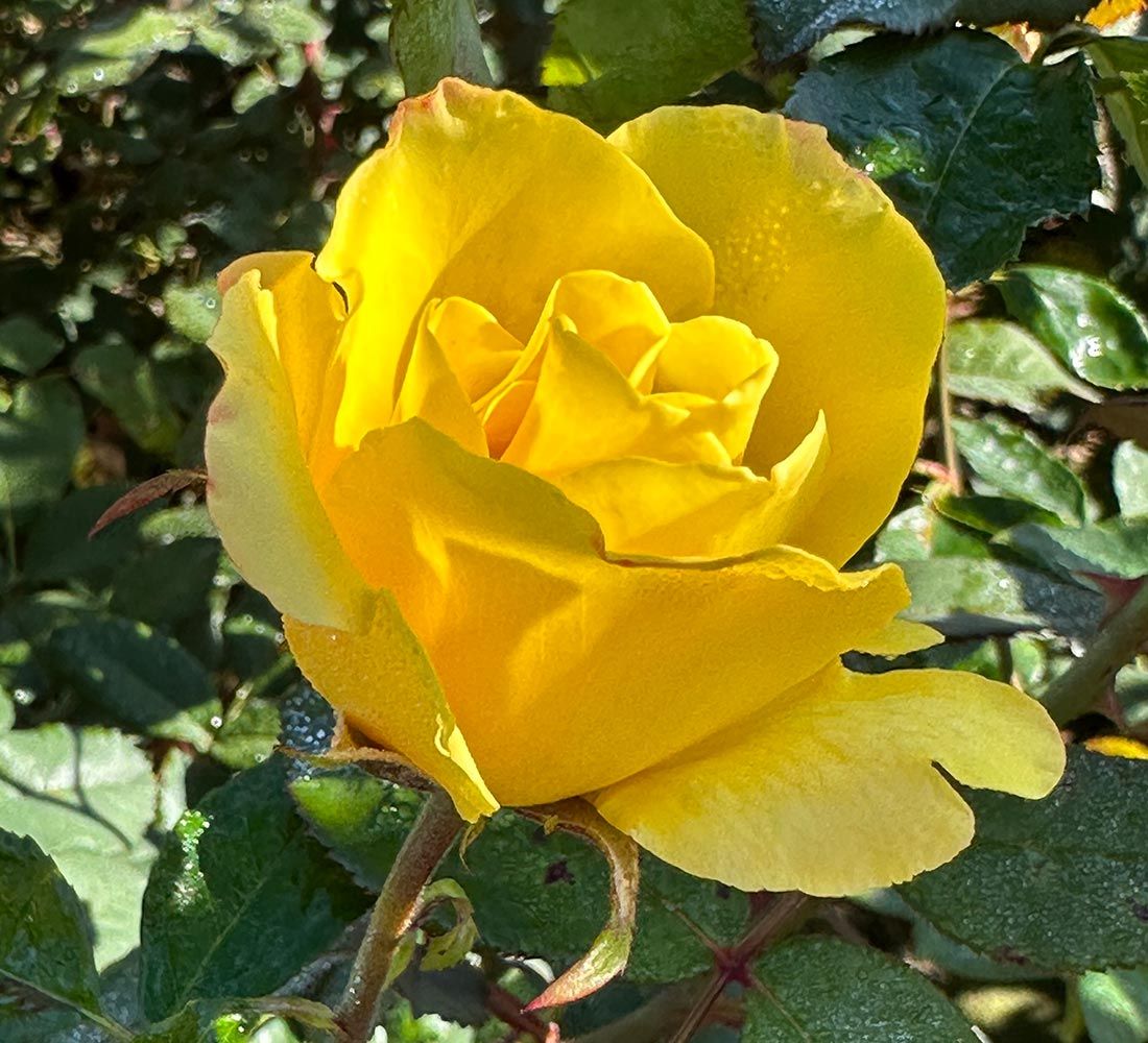 Golden Showers Climber Rose