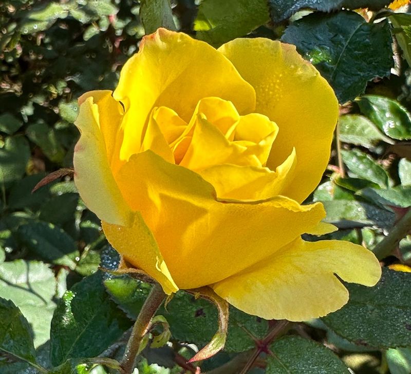 Golden Showers Climber Rose