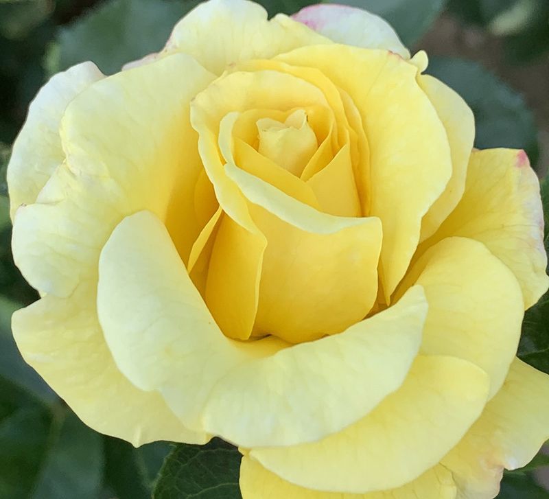 Light Queen Lucia Climber Rose