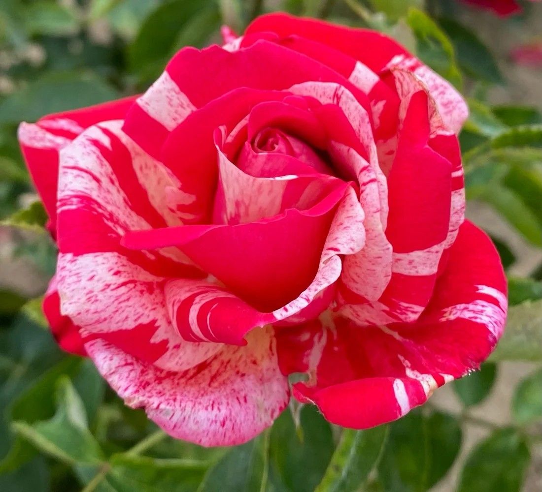 Camaieux Floribunda Rose