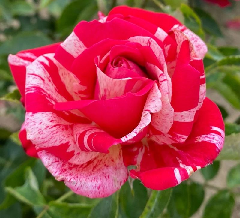 Camaieux Floribunda Rose