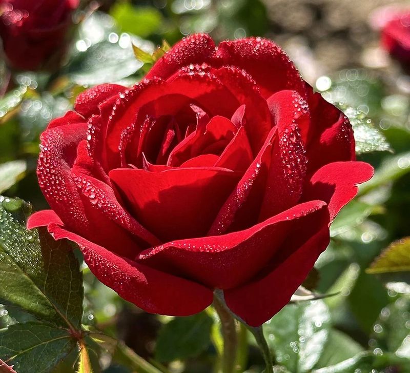 Sunbelt Desmond Tutu Floribunda Rose