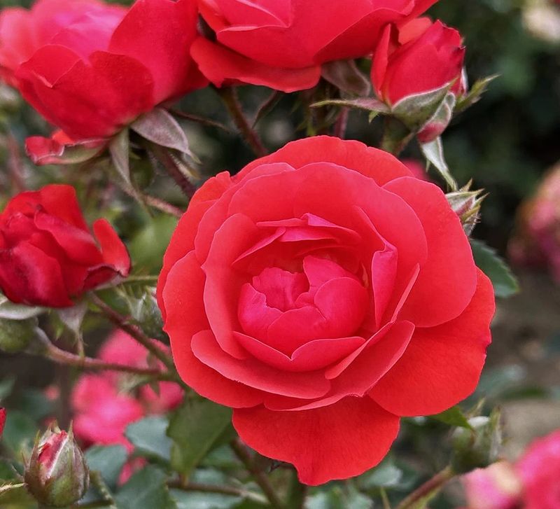 Ninia Weibull Floribunda Rose