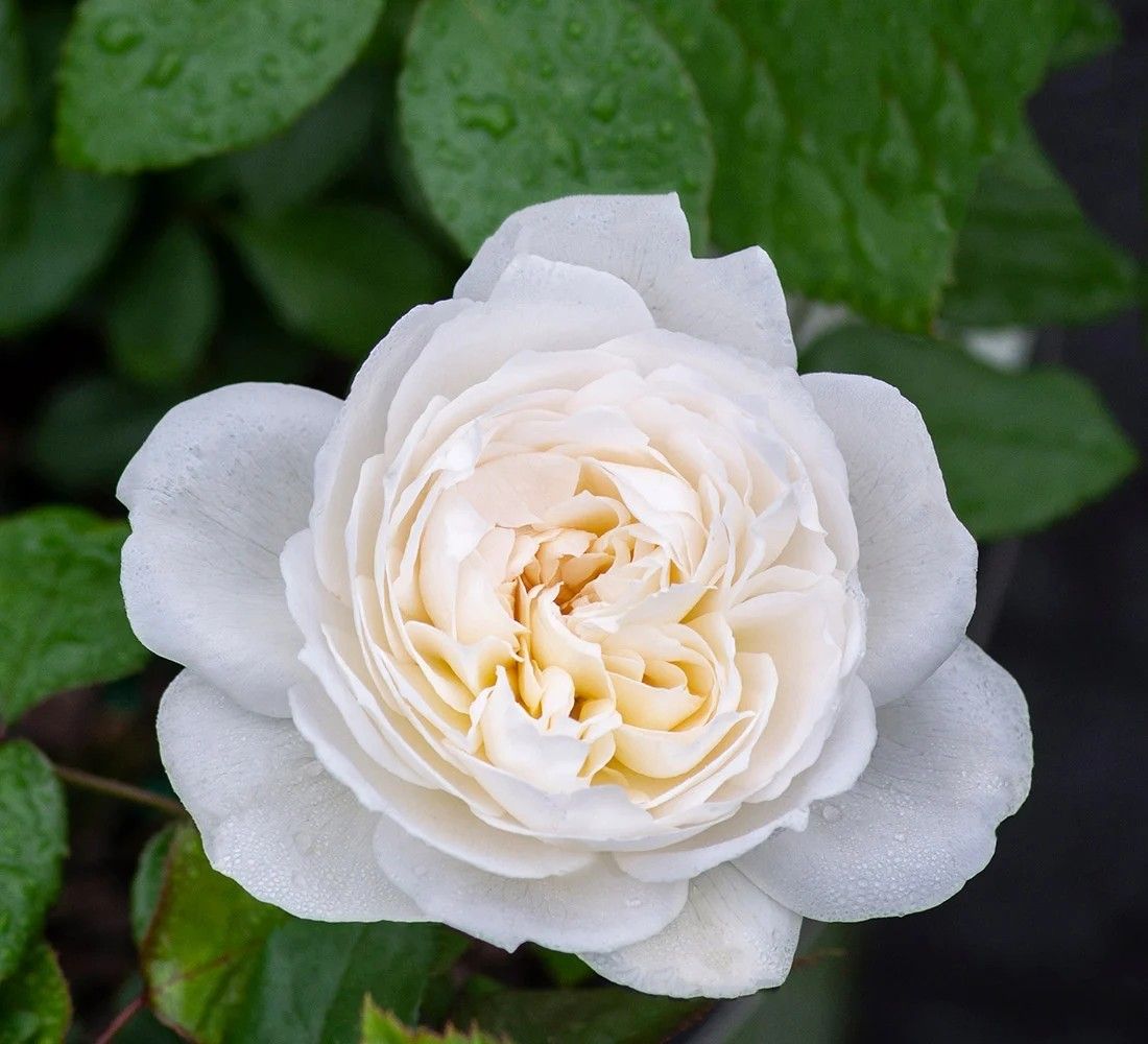 Bolero Floribunda Rose