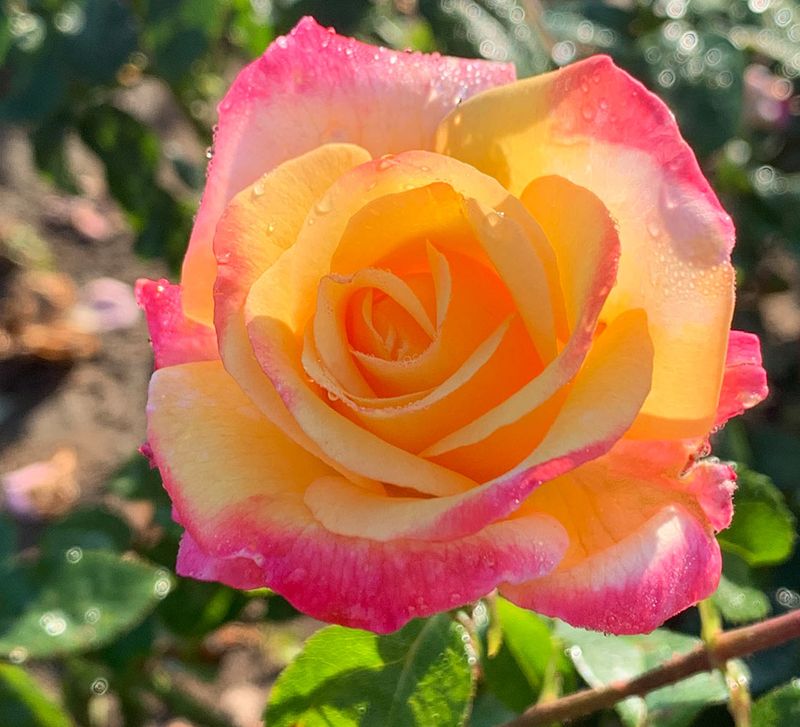 Sheila&#39;s Perfume Floribunda Rose