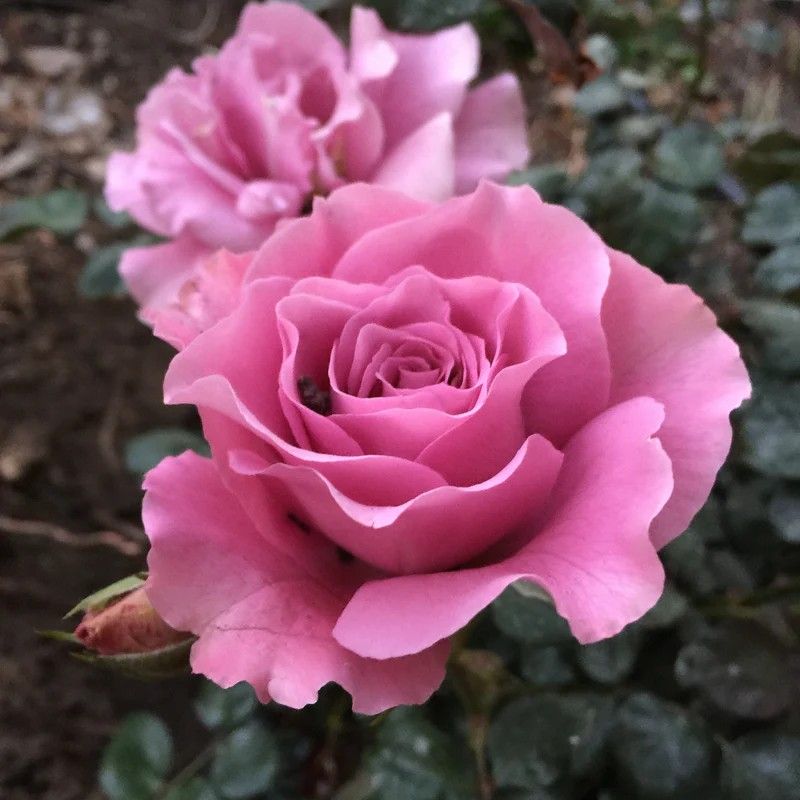 Angel Face Floribunda Rose