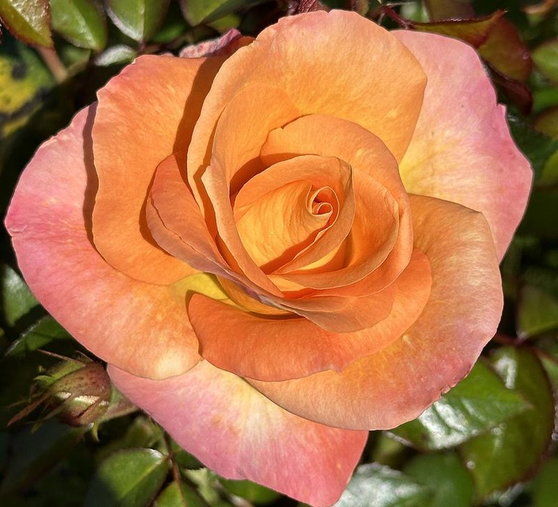 Day Breaker Floribunda Rose