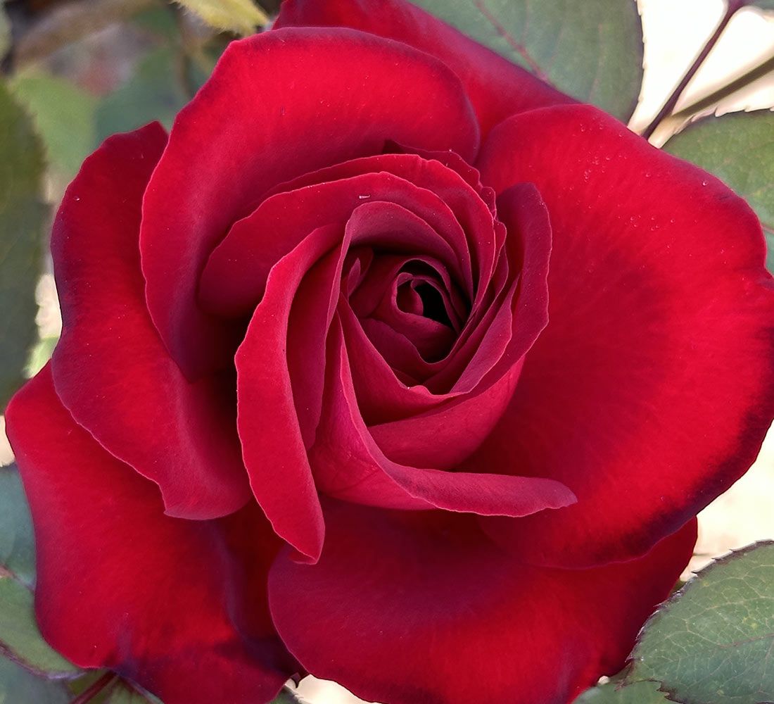 Lilli Marlene Floribunda Rose