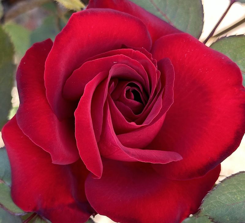 Lilli Marlene Floribunda Rose