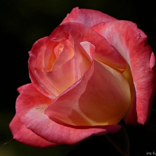 Gemini Hybrid Tea Rose
