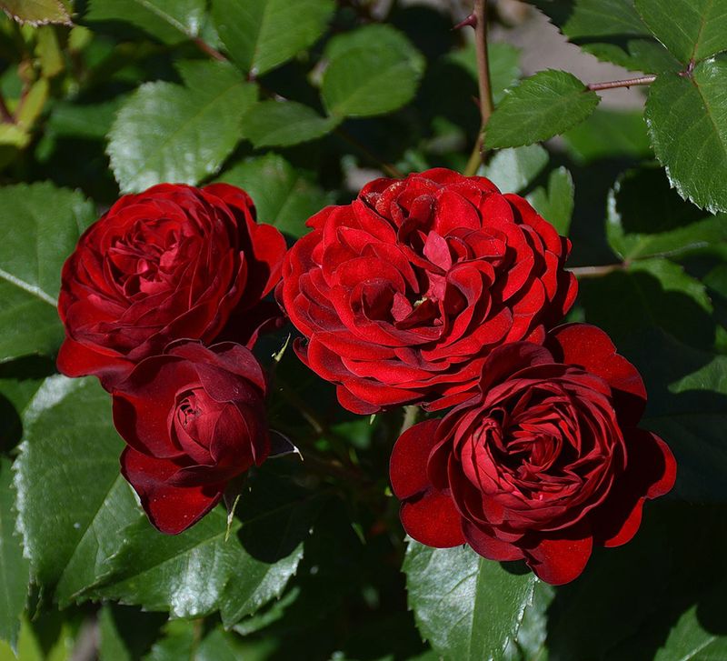 Lavaglut Floribunda Rose