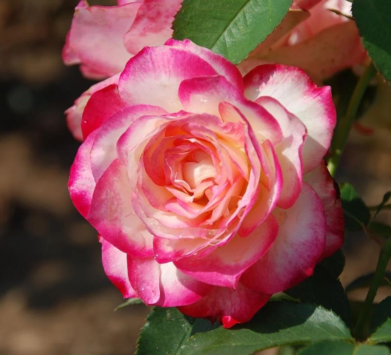 Cherry Parfait Grandiflora Rose