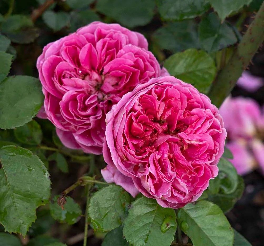 Powerpuff Pink Floribunda Rose