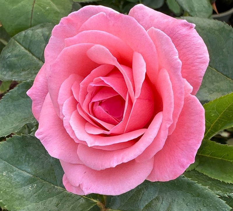 Queen Elizabeth Grandiflora Rose