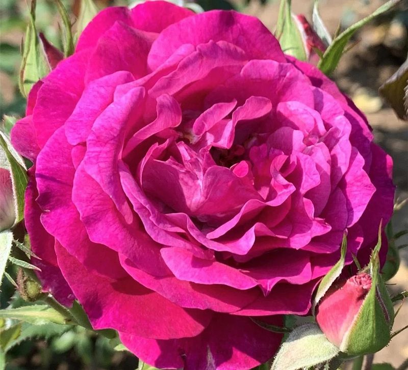 Wild Blue Yonder Grandiflora Rose