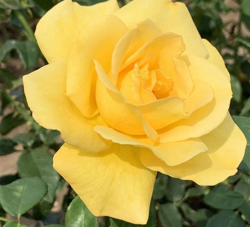 Strike It Rich Grandiflora Rose