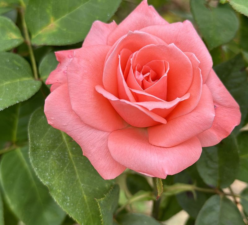 Amsterdam Floribunda Rose