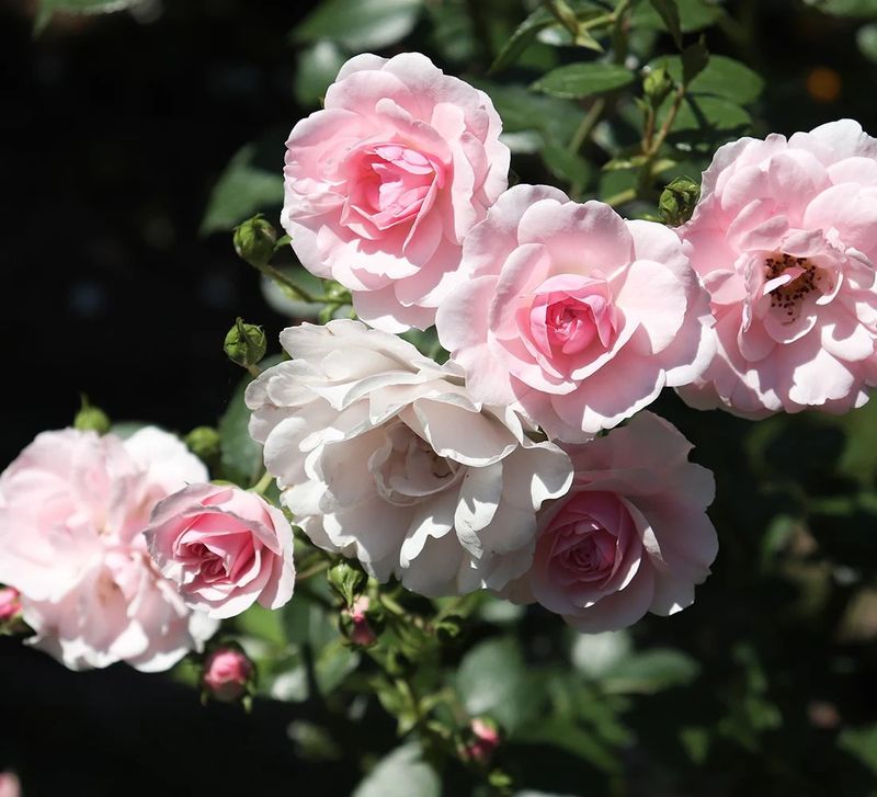 Bonica Shrub Rose
