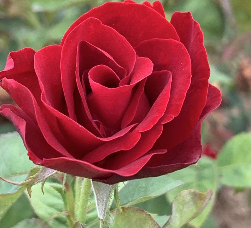 Emily Carr Shrub Rose