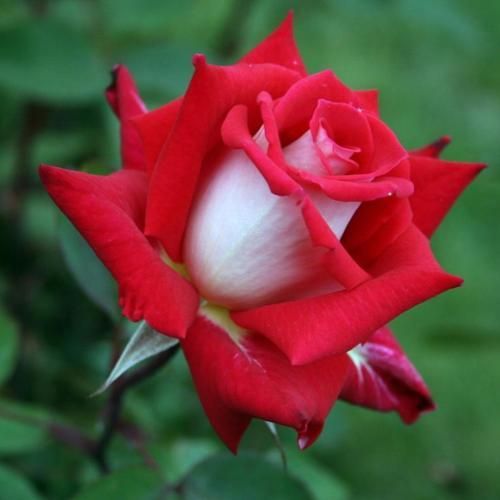 Love Grandiflora Rose