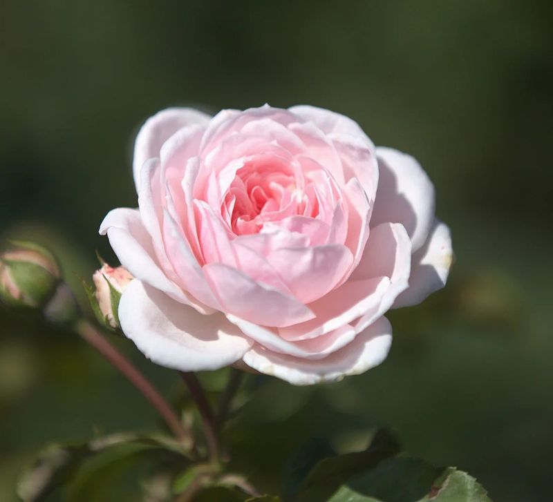 Cinderella Fairytale Shrub Rose