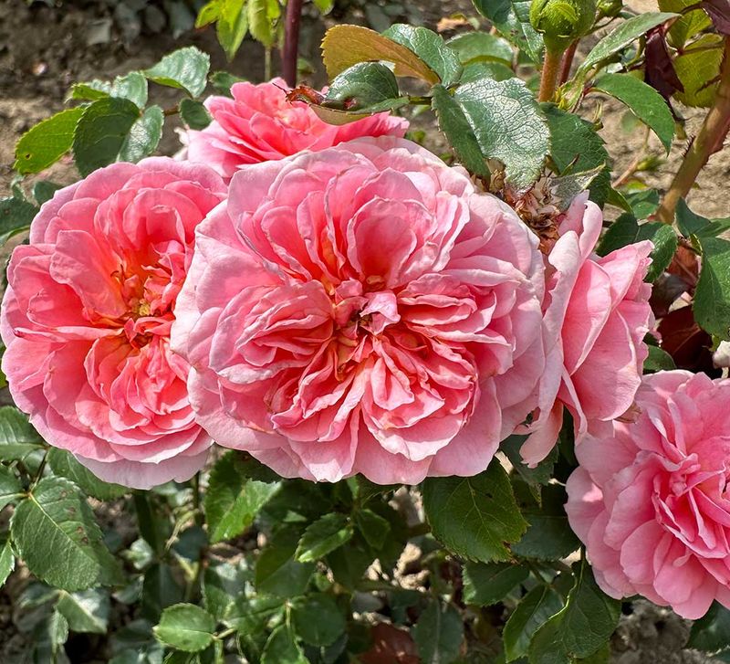 Pirouette Shrub Rose