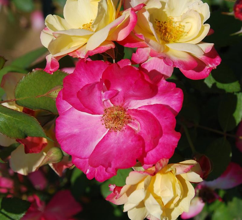 Campfire Shrub Rose