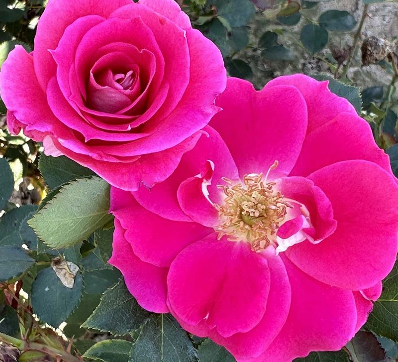 Carefree Wonder Shrub Rose