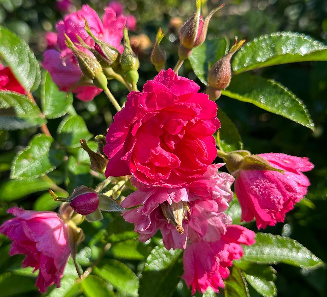 F.J. Grootendorst Shrub Rose