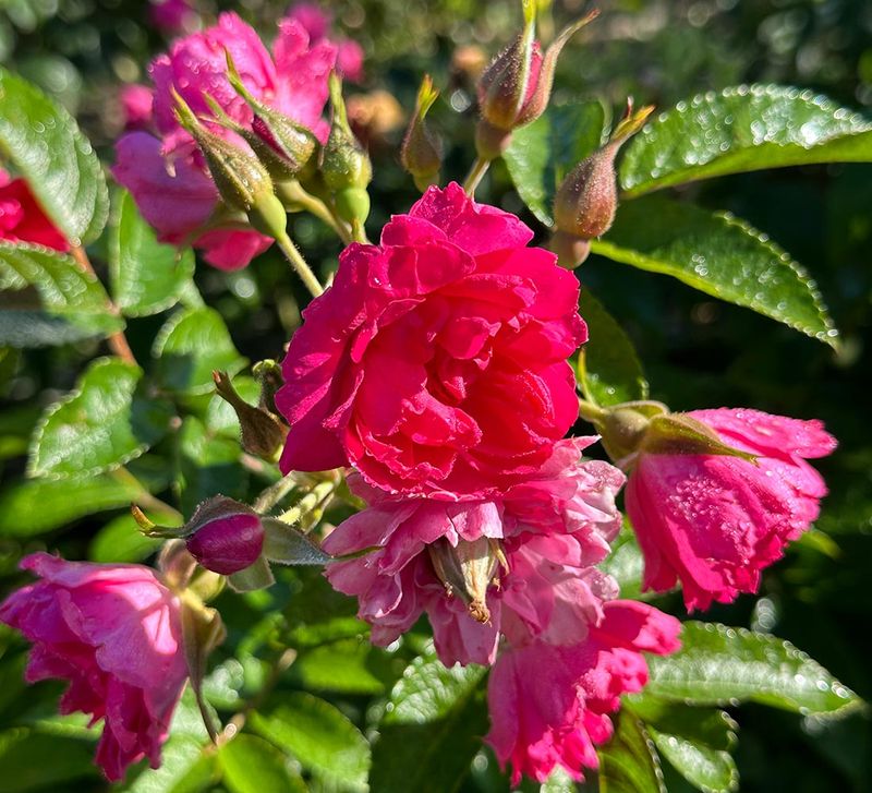 F.J. Grootendorst Shrub Rose