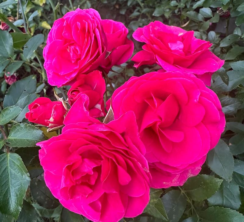 Elveshorn Shrub Rose