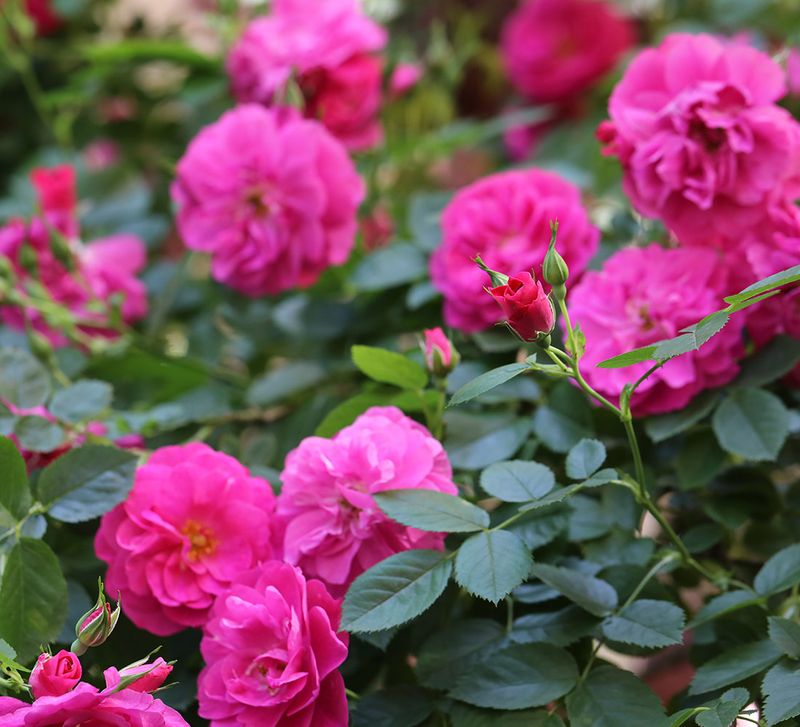 John Cabot Shrub Rose