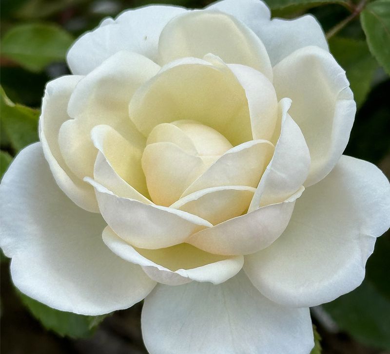 White Gold Shrub Rose