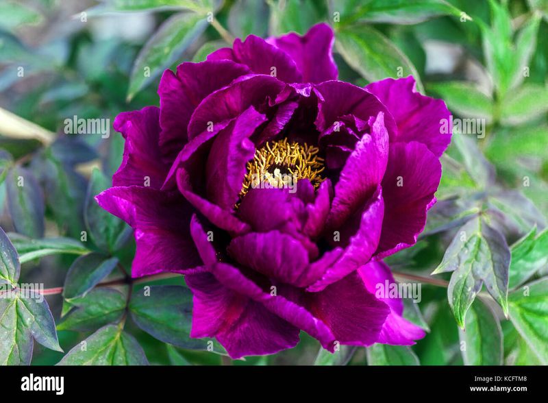Peony Tree No 02 Purple