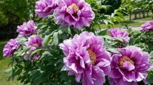 Peony Tree No 30 Pink