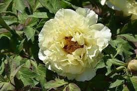 Peony Tree High Noon