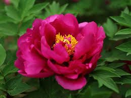 Peony Tree No 11 Magenta