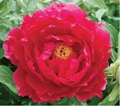 Peony Tree No 05 Red