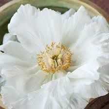 Peony Tree No 16 White