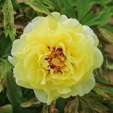 Peony Tree No 48 Yellow