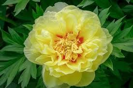 Itoh Peony Paeonia &#39;Bartzella&#39; Yellow