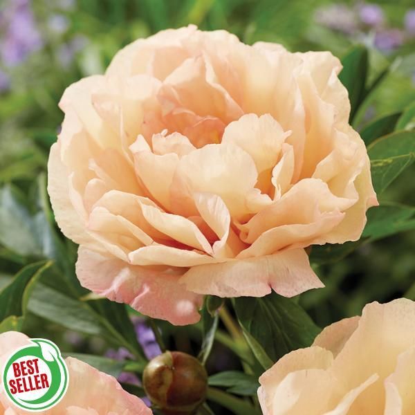 Itoh Peony Paeonia &#39;Canary Brilliants&#39; Salmon-Pink