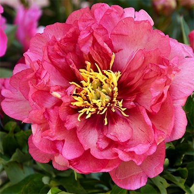 Itoh Peony Paeonia &#39;Julia Rose&#39; Red-Orange-Creamy Yellow